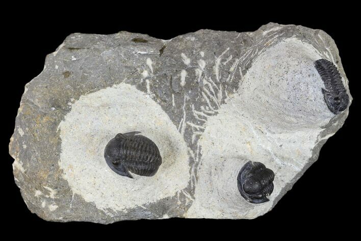 Three Detailed Gerastos Trilobite Fossils - Morocco #119021